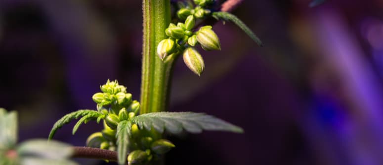 Faire des boutures pour éviter les hermaphrodites