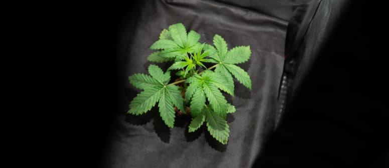 Les racines de cannabis et l’obscurité