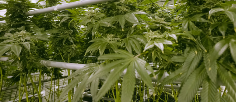 Come coltivare cannabis con un sistema dwc