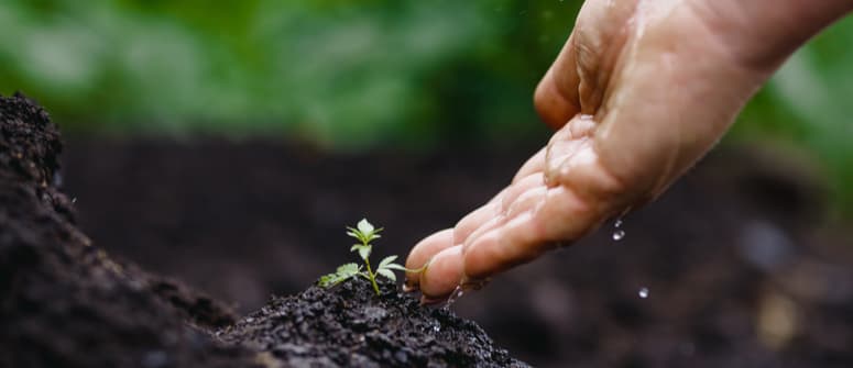 I vostri amici appassionati di cannabis