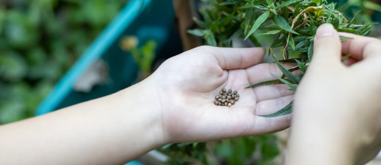 Un raccolto esclusivamente composto da cime ricche di thc!