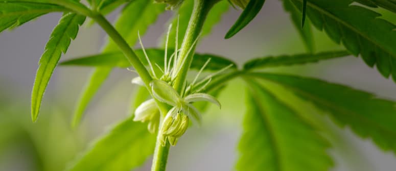 Zweigeschlechtliche blüten