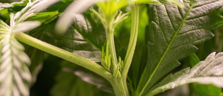 Cómo determinar si una planta de marihuana es macho