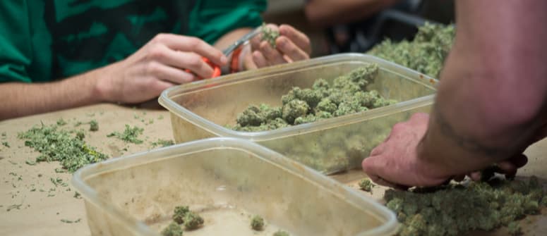 Creare i tuoi estratti di cannabis