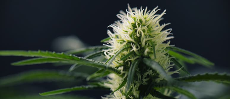 Autoflowering cannabissamen