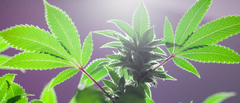 Cannabis anbauen: was ist lichtentzug?