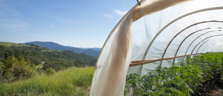 How to grow cannabis in a greenhouse 