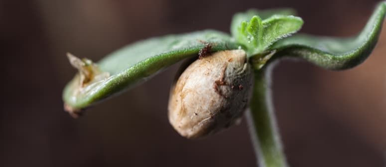 ¿es posible que las semillas feminizadas se conviertan en hermafroditas?