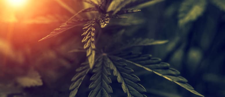 Cannabis anbauen: was ist lichtentzug?
