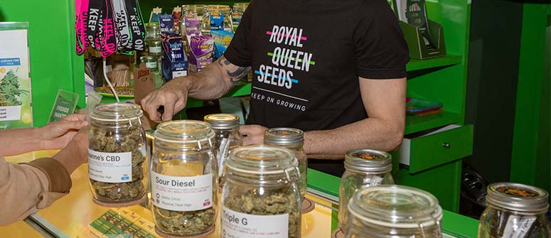 Royal queen seeds apre un negozio di semi di cannabis e bar in thailandia