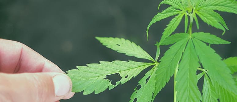 Wie du deinen cannabisgarten vor tieren schützt