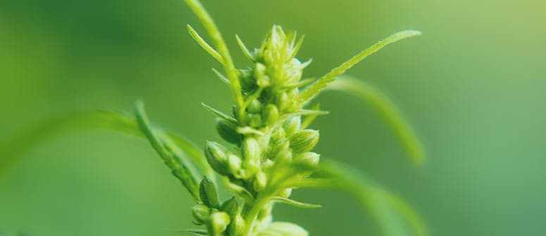 Variétés autofloraison modernes : un fossé de moins en moins grand