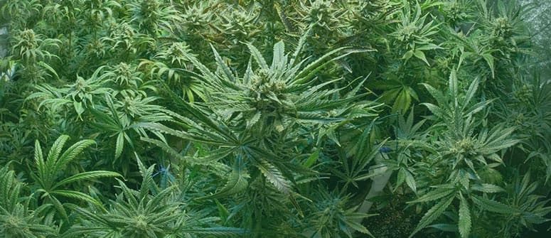 Popular autoflowering cannabis strains
