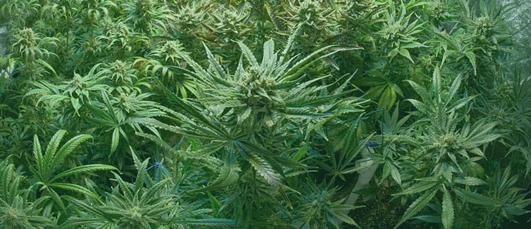 Variedades de marihuana autoflorecientes más populares