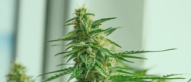 What are autoflowering cannabis strains?