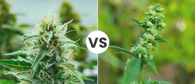 Cosa sono le varietà di cannabis autofiorenti?