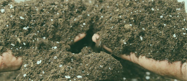 Mezcla de tierra con guano de murciélago