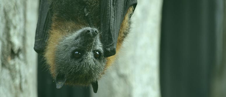 Come coltivare cannabis con il guano di pipistrello