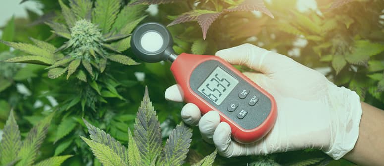 Best temperature and relative humidity for growing cannabis
