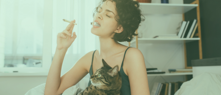 Can Your Pet Become Intoxicated From Cannabis