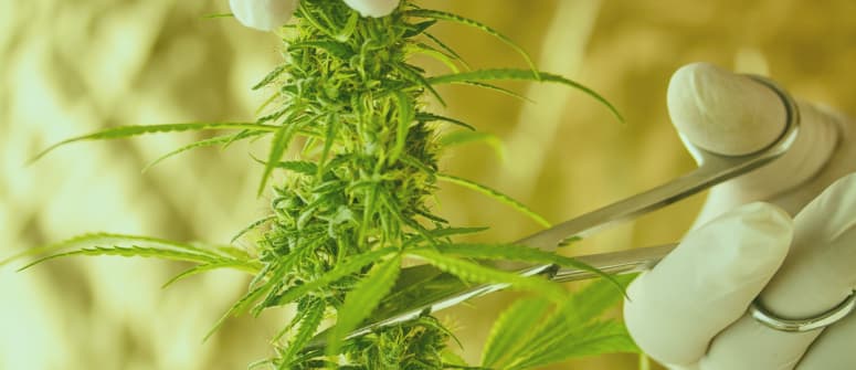 4 Ways To Measure Weed Without Scales - Zamnesia Blog