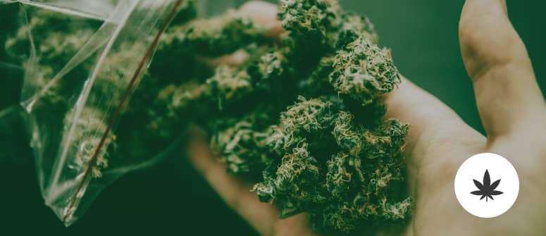 Cannabismengen: Eine Übersicht
