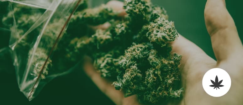 Cantidades de cannabis