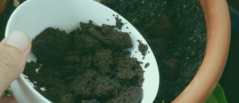 Can coffee grounds go bad?