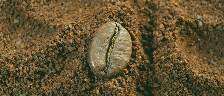 ¿por qué los posos de café son buenos para la marihuana?