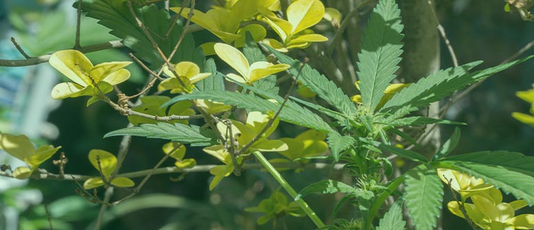 Warum sind begleitpflanzen gut für cannabis?