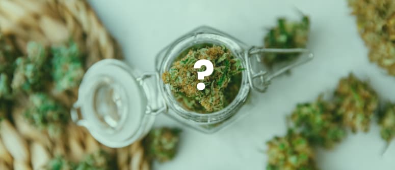 When to harvest cannabis for couch lock effects?