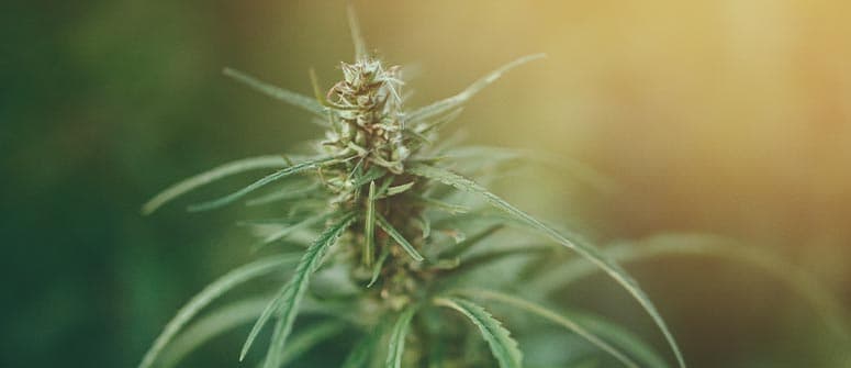 How does autoflowering cannabis differ from photoperiod cannabis?