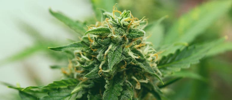 Cómo crear variedades de marihuana autoflorecientes
