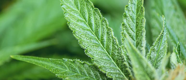 Was sind cannabis-fächerblätter und wie verwendet man sie?