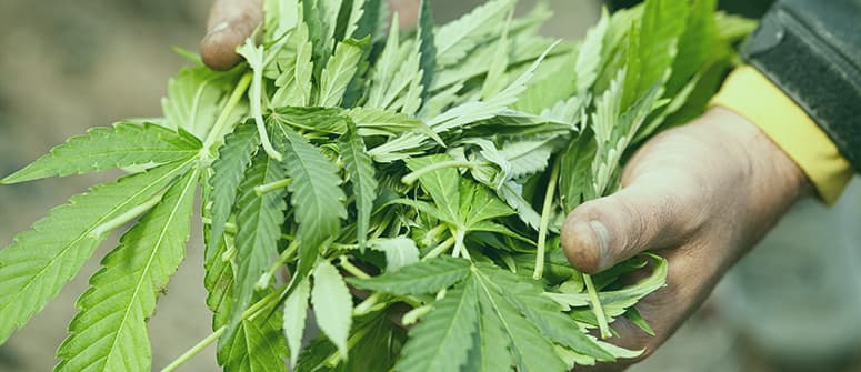 Foglie a ventaglio della cannabis: cosa sono e come usarle