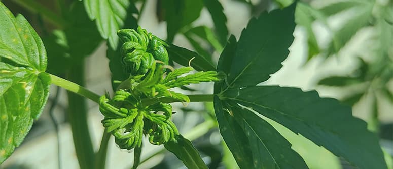 Puis-je tailler les feuilles nourricières d’un plant à autofloraison ?