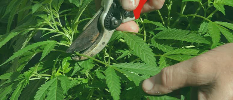 Was sind cannabis-fächerblätter und wie verwendet man sie?