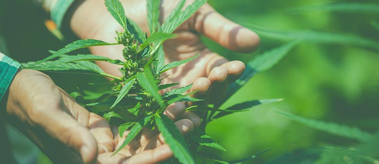 Warum es wichtig ist, cannabispflanzen frische luft zu geben