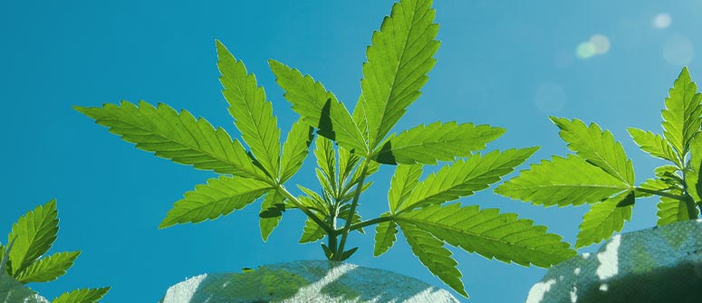 Warum es wichtig ist, cannabispflanzen frische luft zu geben