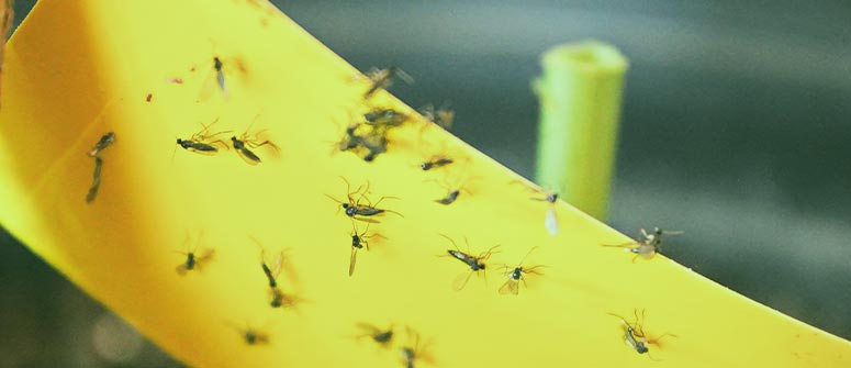 Fungus gnats vs fruit flies