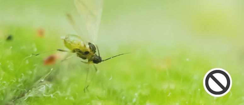 What Are Fungus Gnats & How to Kill Them? - WeedSeedShop