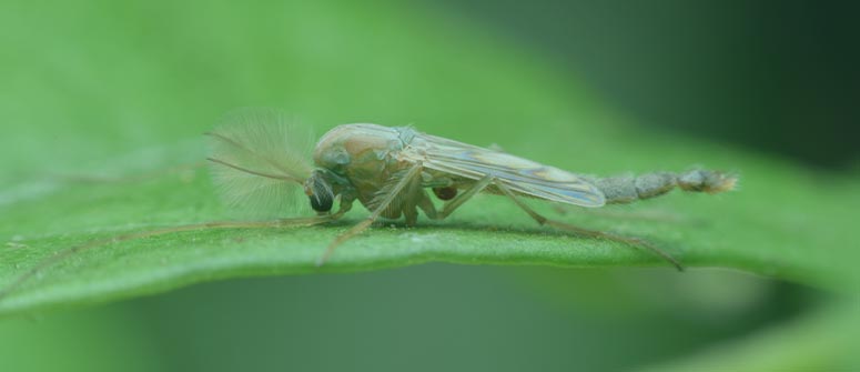 Cómo combatir la mosca del mantillo en las plantas de marihuana