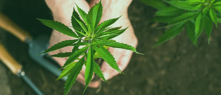 Biologischer cannabisanbau: indoor vs. outdoor