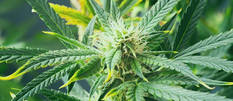 Wie man bio-cannabis zu hause anbaut