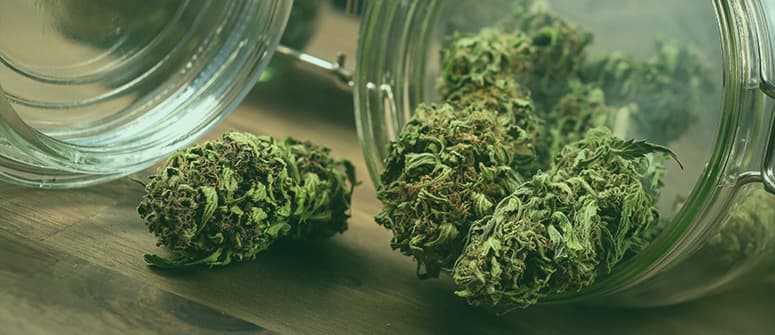 è possibile acquistare dei semi di cannabis biologici?