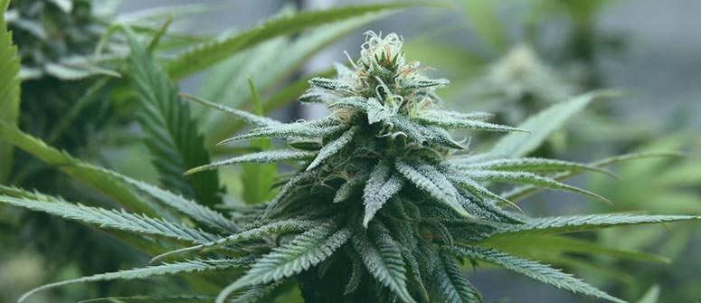 Cómo cultivar variedades de marihuana fotoperiódicas y autoflorecientes juntas