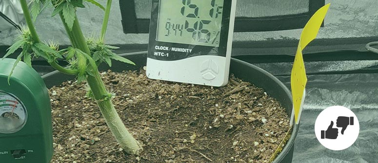 Marihuana fotoperiódica frente a marihuana autofloreciente