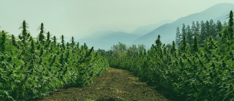 ¿Se puede cultivar marihuana de interior en el exterior?