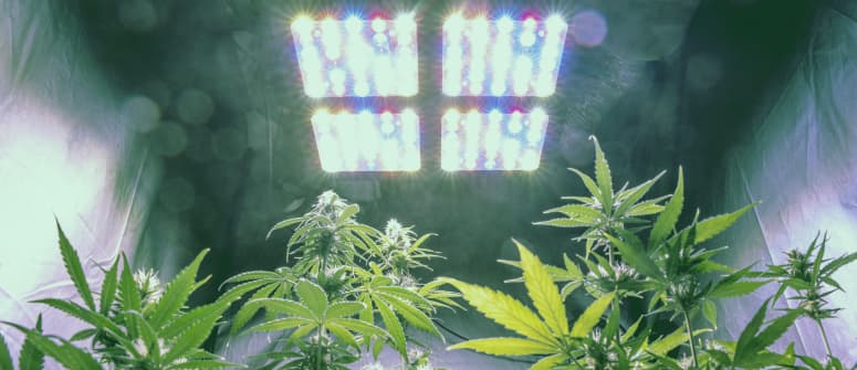 Pros y contras de cultivar marihuana en tierra en interior