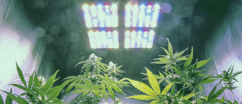 Vor- und Nachteile des Indoor-Cannabisanbaus in Erde